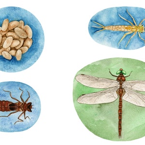 May include: A watercolor illustration depicting the life cycle of a dragonfly. The illustration shows the eggs, the nymph, the dragonfly in its larval stage, and the adult dragonfly.