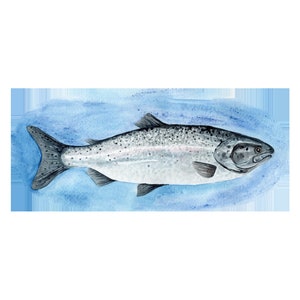 May include: Watercolor painting of a silver salmon swimming in blue water.