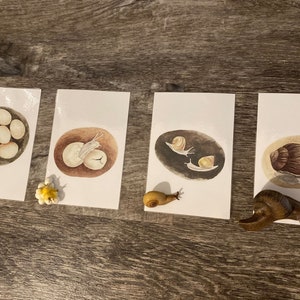 Snail Sensory Tray, Wood Plate, Sensory Play, Wood Sorting Tray
