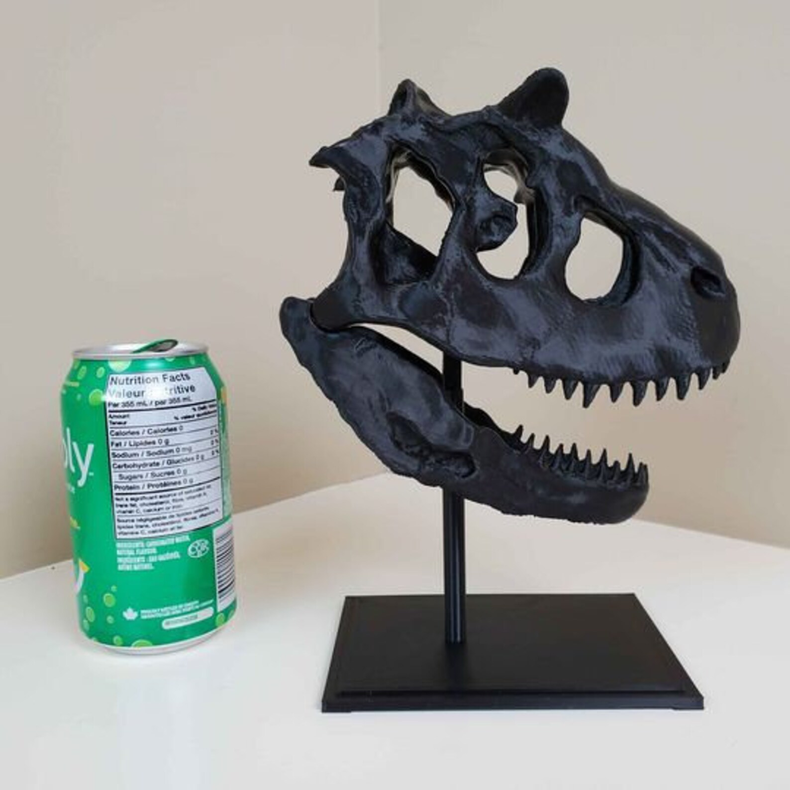 carnotaurus fossil