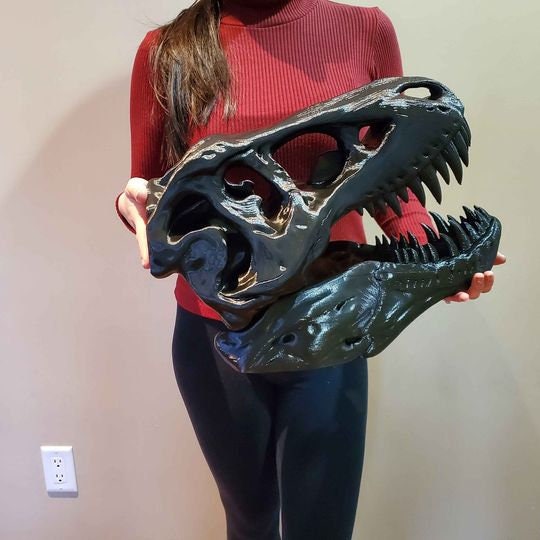 large t rex skull