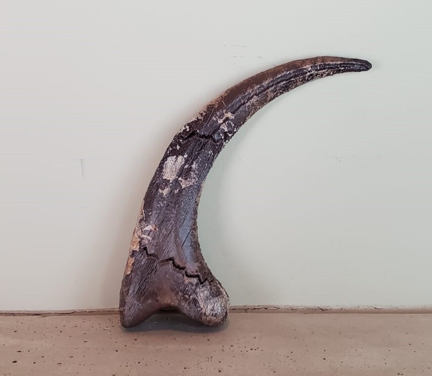 Velociraptor Kralle aus Jurassic Park Alan Grant Raptor Klaue - Etsy