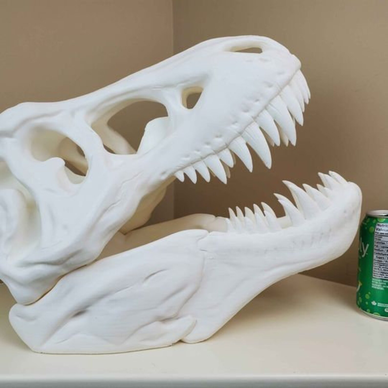 large t rex skull