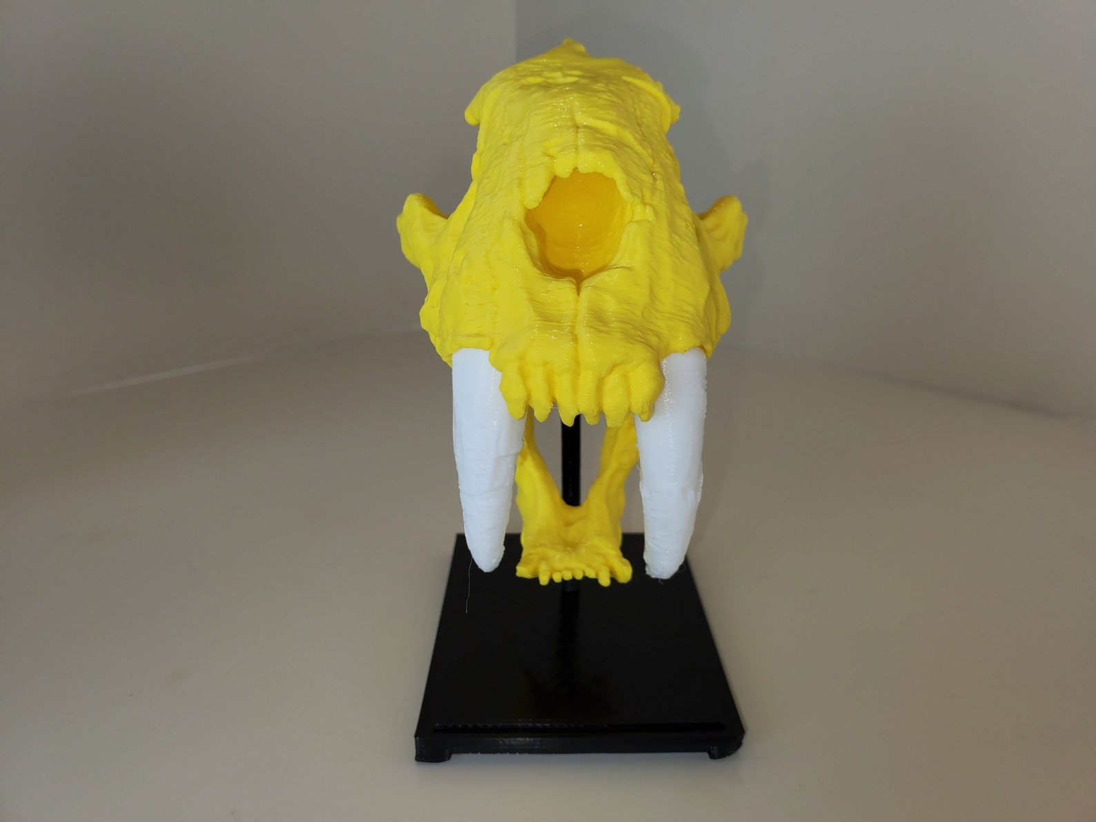 Lemon Yellow SaberTooth Tiger Skull with Display Stand Etsy