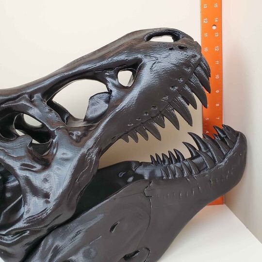 largest trex skeleton