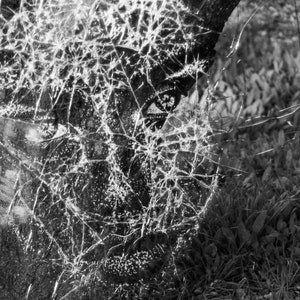 May include: A close-up of a cracked and broken piece of glass, with a tree trunk in the background. The glass is shattered into many pieces, creating a web-like pattern.