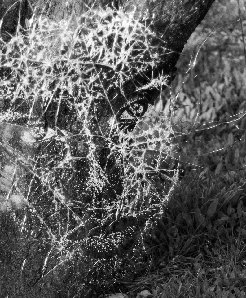 May include: A close-up of a cracked and broken piece of glass, with a tree trunk in the background. The glass is shattered into many pieces, creating a web-like pattern.