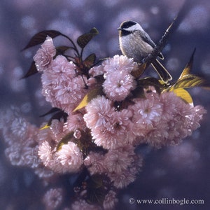 Chickadee Art Print, Chickadee Painting, Bird Art, Spring Flowers, Wildlife, Bird Portrait, Nature Wall Art, Artwork, Artist Collin Bogle