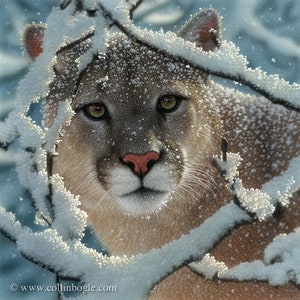 May include: A close-up of a cougar's face peering through snow-covered branches. The cougar's fur is brown and tan, and its eyes are green. The snow is white and fluffy, and the branches are bare.