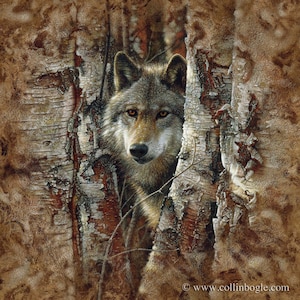 Wolf Art Print, Wolf Painting, Wolves, Wildlife Art, Animal Portrait, Grey Wolf Wall Art, Realism Artwork, Artist Collin Bogle