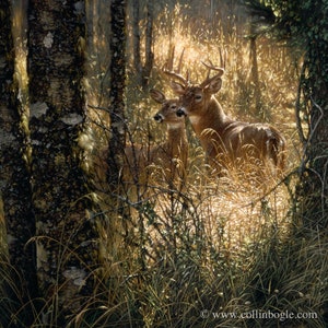 Deer Painting, Deer Art Print, Whitetail Deer, Doe, Buck, Wildlife Art, Animal Portrait, Nature Wall Art, Canvas, Artist Collin Bogle
