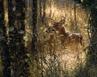 Deer Painting, Deer Art Print, Whitetail Deer, Doe, Buck, Wildlife Art, Animal Portrait, Nature Wall Art, Canvas, Artist Collin Bogle
