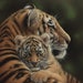 see more listings in the Big Cat Art Prints section