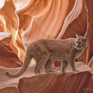 Cougar Art Print, Mountain Lion Painting, Puma Artwork, Big Cat Drawing, Wildlife Art, Canyon Wall Art, Canvas Decor