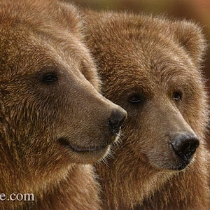 Grizzly Bear Canvas, Brown Bear Decor, Bear Painting, Furry Friends, Wild Animals, Wall Art, Cabin Decor