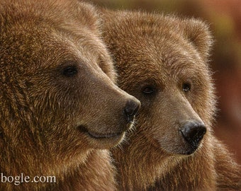 Grizzly Bear Canvas, Brown Bear Decor, Bear Painting, Furry Friends, Wild Animals, Wall Art, Cabin Decor