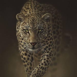 Leopard Art Print, Leopard Painting, Big Cat, Wildlife Art, Animal Portrait, Nature Wall Art, Canvas Artwork, Artist Collin Bogle