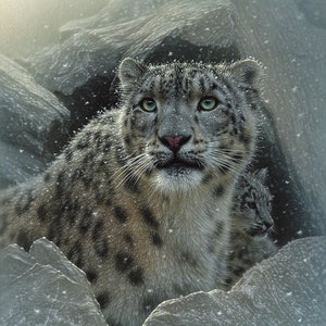 Snow Leopard Art Print, Snow Leopard Painting, Big Cat, Wildlife Art, Animal Portrait, Nature Wall Art, Canvas, Artist Collin Bogle