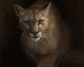 Cougar Painting, Cougar Art Print, Mountain Lion, Puma Cat, Panther, Wildlife Art, Animal Portrait, Wall Art, Canvas, Artist Collin Bogle