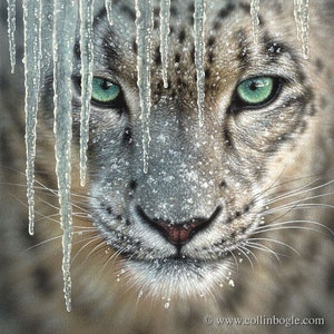 Snow Leopard Art Print, Snow Leopard Painting, Big Cat, Wildlife Art, Animal Portrait, Nature Wall Art, Canvas, Artist Collin Bogle