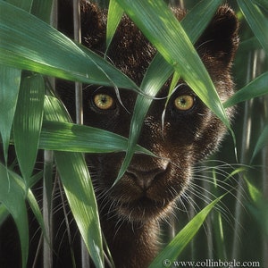 Black Panther Painting, Black Panther Art Print, Puma, Big Cat, Wildlife Art, Animal Portrait, Nature Wall Art, Canvas, Artist Collin Bogle