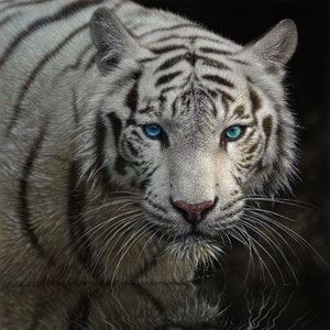 White Tiger Art Print, White Tiger Painting, Big Cat, Blue Eyes, Wildlife Art, Animal Portrait, Nature Wall Art, Canvas, Artist Collin Bogle