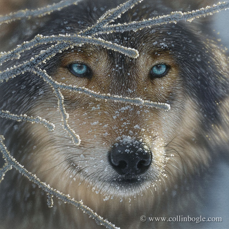 May include: A close-up of a wolf's face, partially obscured by frosted branches. The wolf has piercing blue eyes and a soft, brown and gray coat. The image is a painting, with a realistic style.
