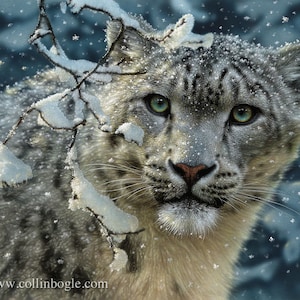 Snow Leopard Print, Snow Leopard Painting, Big Cat, Wildlife Art, Animal Portrait, Nature Wall Art, Canvas, Artist Collin Bogle