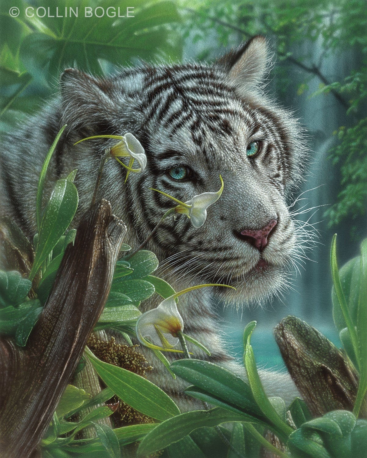 White Tiger Art Print, White Tiger Painting, Wildlife Art, Animal