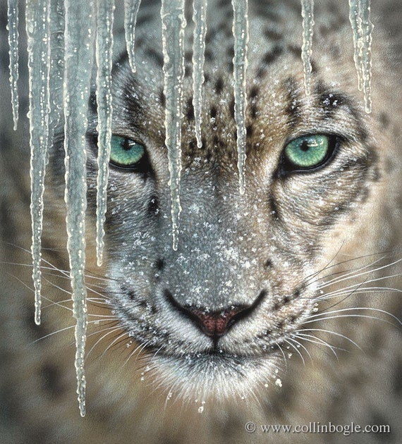 Webbing: Snow Leopards 1 1/2 Webbing: Snow Leopards 1 1/2