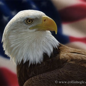 Bald Eagle Painting, Bald Eagle Art Print, Portrait, American Bald Eagle, Bird Art, Wildlife, Nature Artwork, Artist Collin Bogle