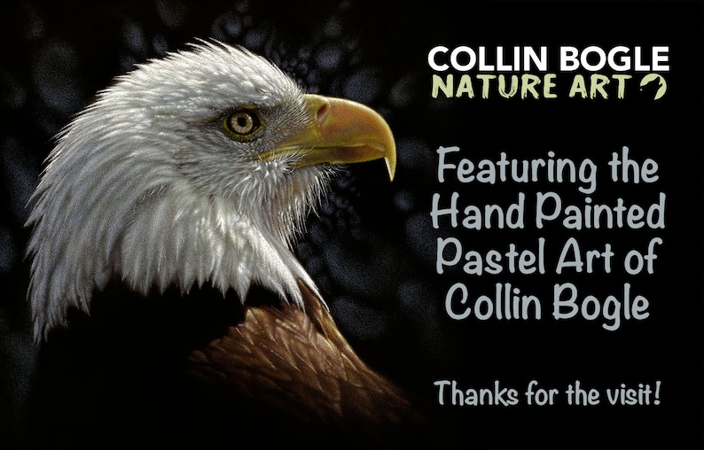 May include: A close-up of a hand-painted pastel art piece featuring a bald eagle with a white head and brown body. The artwork is titled "Collin Bogle Nature Art".