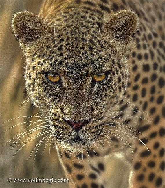 Leopard Wall Decor, Leopard Wall Art, African Cat Print, Safari