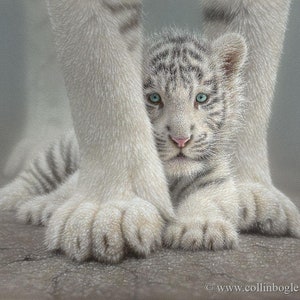 White Tiger Art, Tiger Cub Painting, Baby Tiger Print, Nursery Wall Art, Animal Portrait, Nature Artwork, Canvas, Artist Collin Bogle