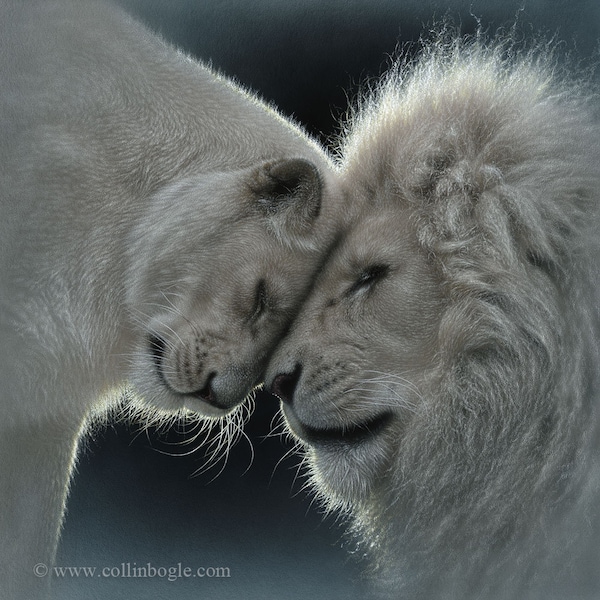 White Lion Art Print, White Lion Painting, Love, Affection, Big Cats, Wild, Wildlife Art, Animal Portrait, Nature Wall Art, Canvas