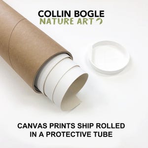 May include: A rolled canvas print is being shipped in a protective brown tube. The tube is made of cardboard and has a white cap. The text "COLLIN BOGLE NATURE ART" is printed on the tube. The text "CANVAS PRINTS SHIP ROLLED IN A PROTECTIVE TUBE" is printed below the image.