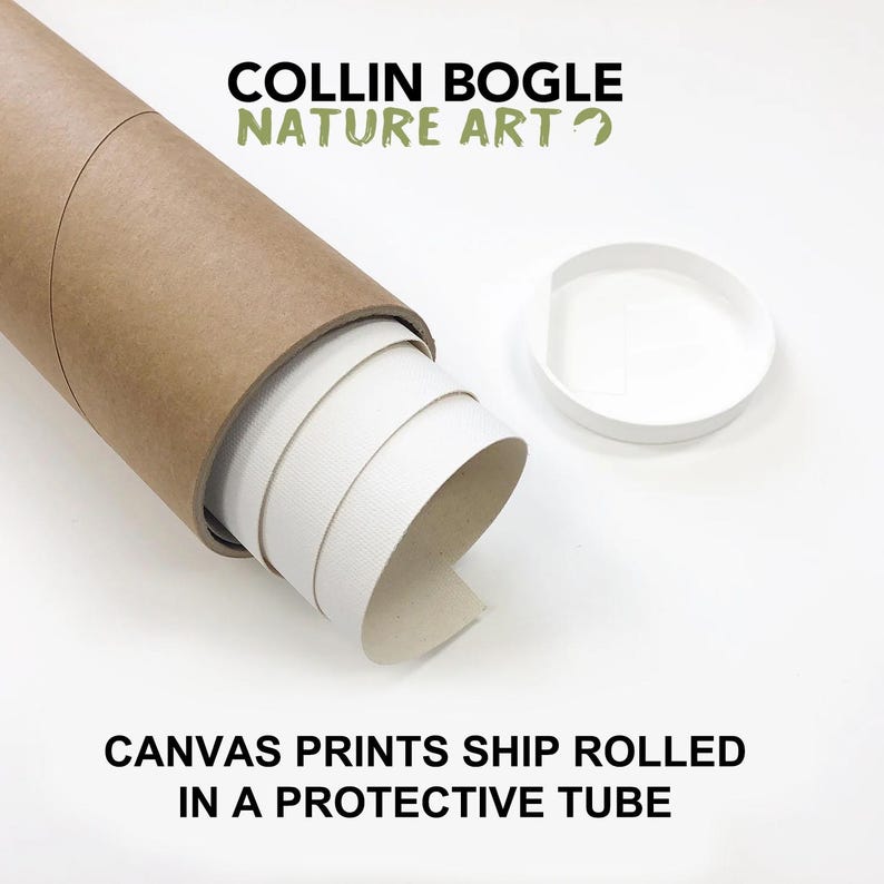 May include: A rolled canvas print is being shipped in a protective brown tube. The tube is made of cardboard and has a white cap. The text "COLLIN BOGLE NATURE ART" is printed on the tube. The text "CANVAS PRINTS SHIP ROLLED IN A PROTECTIVE TUBE" is printed below the image.