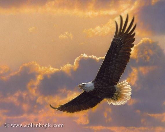 Bald Eagle Painting Bald Eagle Art Print Eagle Flight - Etsy