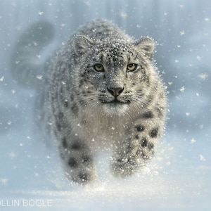 Snow Leopard Art Print, Snow Leopard Painting, Big Cat, Wildlife Art, Animal Portrait, Nature Wall Art, Canvas, Artist Collin Bogle