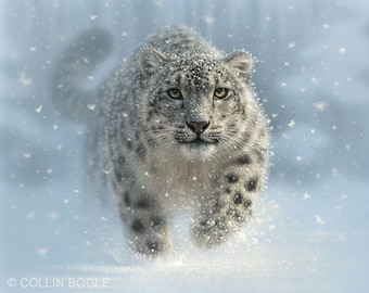 Snow Leopard Art Print, Snow Leopard Painting, Big Cat, Wildlife Art, Animal Portrait, Nature Wall Art, Canvas, Artist Collin Bogle
