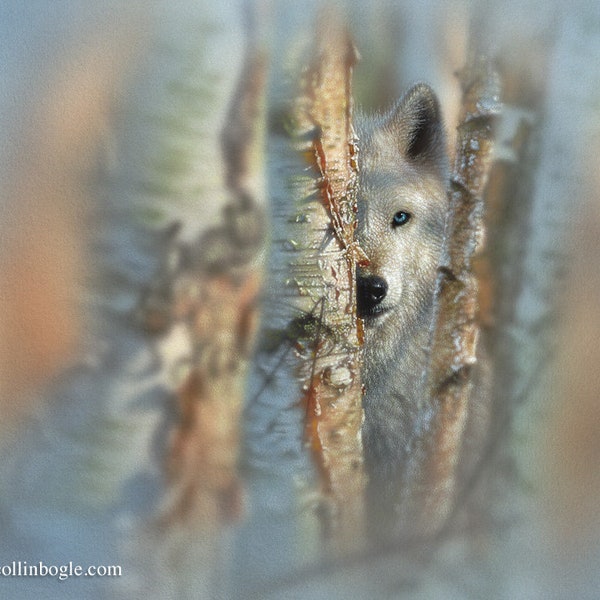 Wolf Art Print, Wolf Painting, Lone Wolf, Wolves, Hidden, Wildlife Art, Animal Portrait, Nature Wall Art, Artwork, Artist Collin Bogle