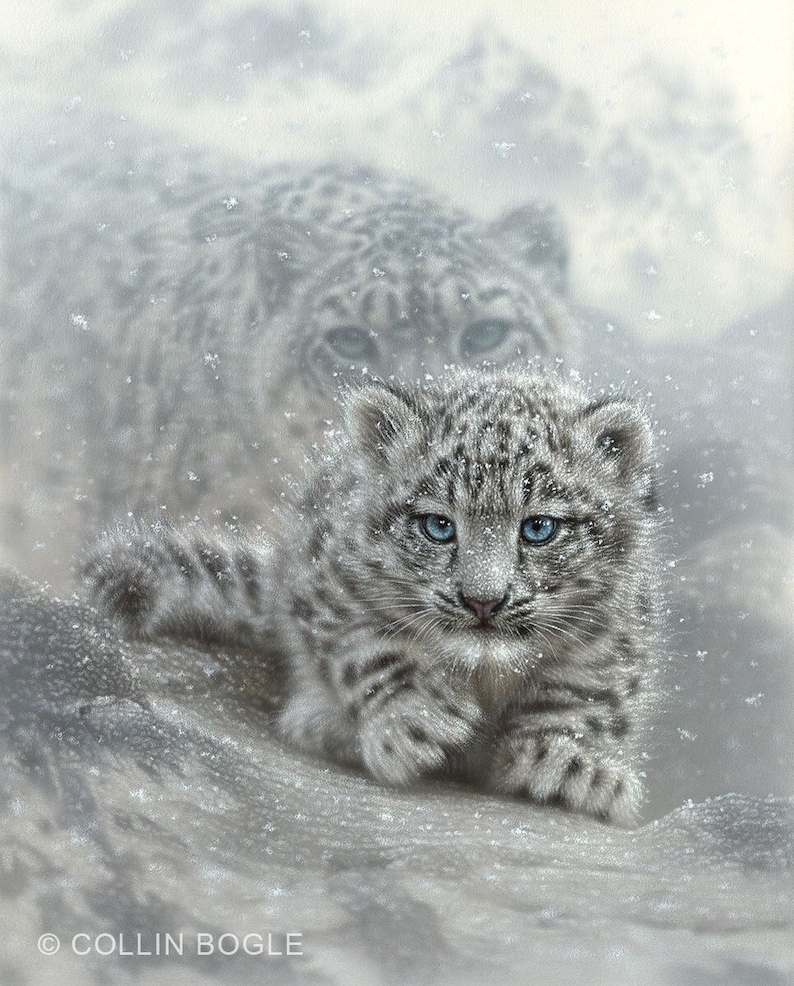 First Steps - Snow Leopard Cub Art Print by Collin Bogle / Snow Leopard Canvas Print, Snow Leopard Decor, Snow Leopard Gift, Snow Leopard Wall Art