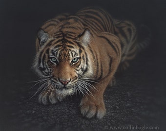 Gehurkte tijger schilderij, sluipende tijger kunst aan de muur, tijger jacht print, artwork, jungle kat, illustratie, tekening, foto, poster, canvas