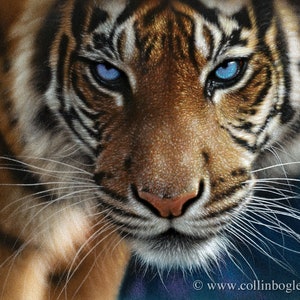 Tiger Kunst, Tiger Druck, Tiger Malerei, blaue Augen, Raubkatze, Wildtiere Kunstdruck, Tier Kunstwerk, Natur Wandkunst, Katzenkunst von Collin Bogle