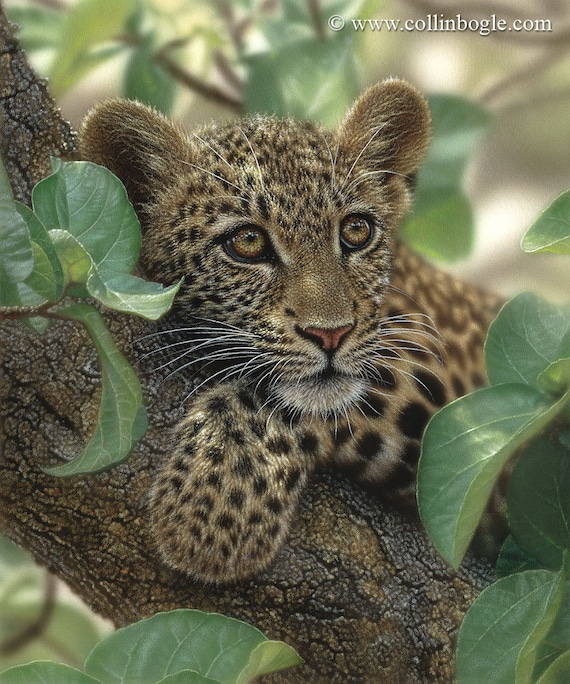 ヒョウのアートプリント、ヒョウの絵画、ヒョウの子、大型猫、赤ちゃん