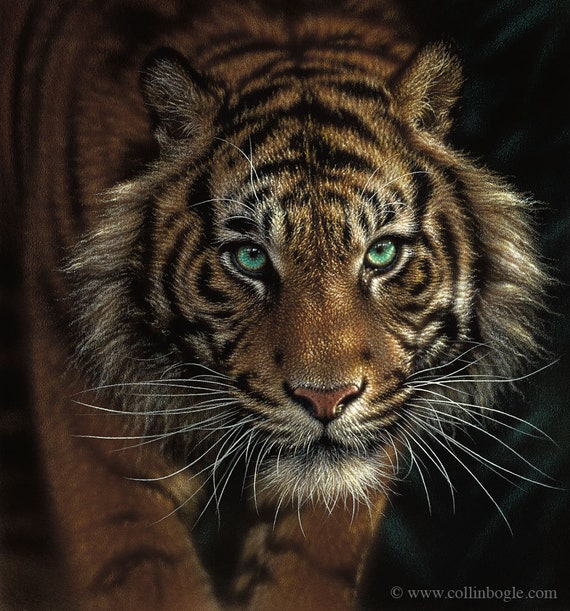 Tiger 🐅 in 2023  Animal portraits art, Big cats art, Tiger artwork