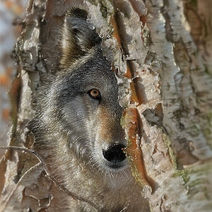 Wolf Painting, Wolf Print, Wolf Canvas Art, Wolves Artwork, Wildlife Canvas Decor, Animal Wall Art, Cabin Wall Decor, Wolf Lover Gift