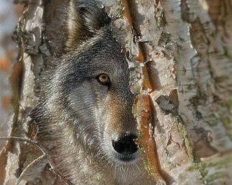 Wolf Painting, Wolf Print, Wolf Canvas Art, Wolves Artwork, Wildlife Canvas Decor, Animal Wall Art, Cabin Wall Decor, Wolf Lover Gift