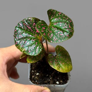 Piper sp - Etsy 日本
