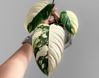 Philodendron Esmeraldense Variegated Cutting Rooted